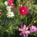 Sensation Mix Cosmos Flower Seeds - 1 Oz - Annual Flower Garden Seeds - Rose, Crimson, White & Pink Blend   566897167